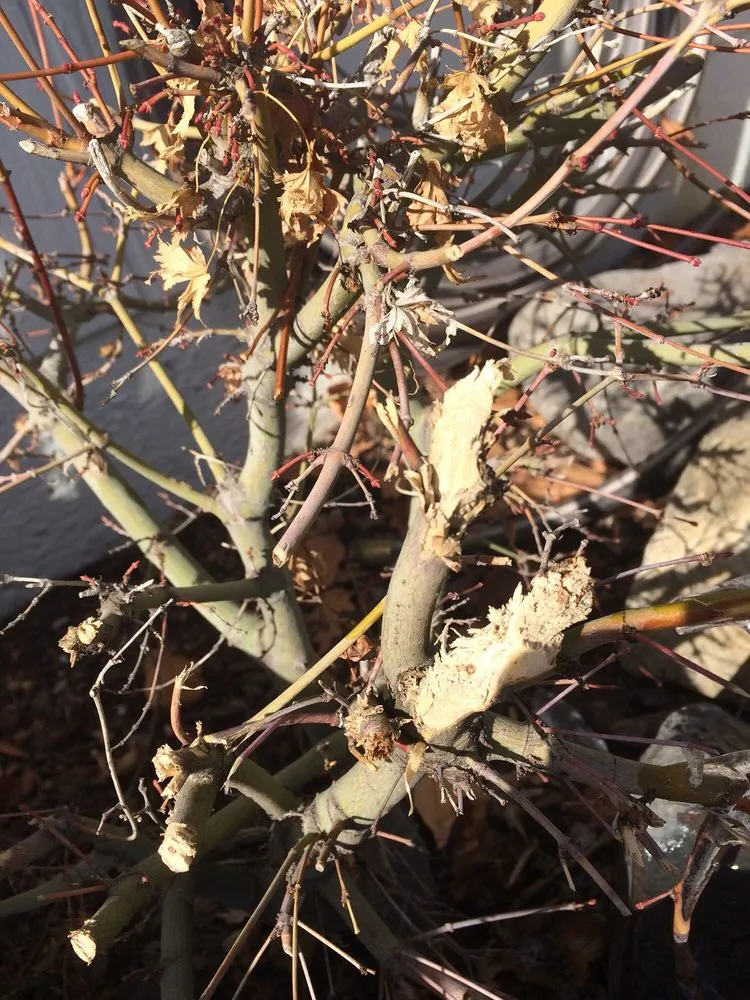 Expert landscape installation for year-round maintenance across Reno, NV - National Landscape