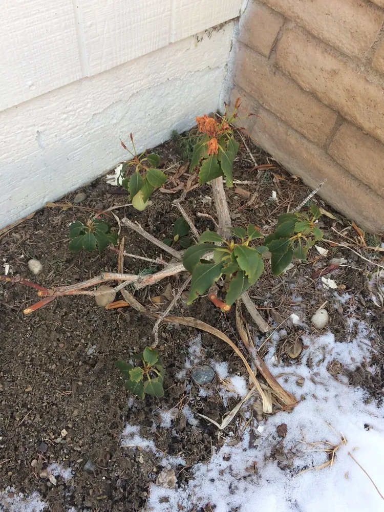 Expert yard cleanup service in Reno, NV - National Landscape