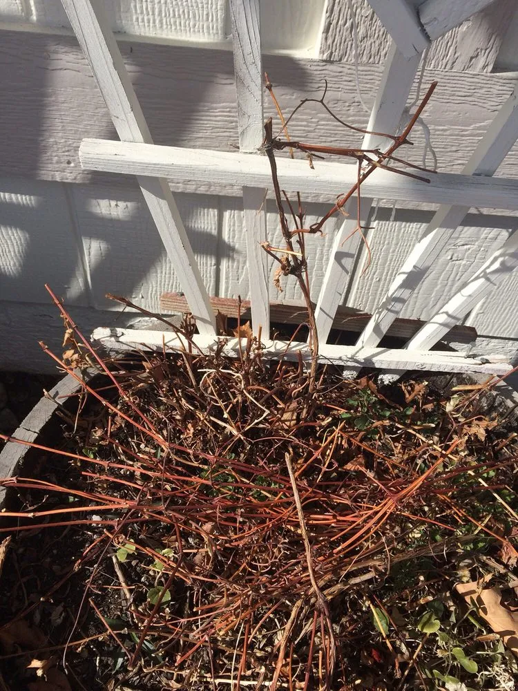 Custom lawn mowing service in Reno, NV - National Landscape