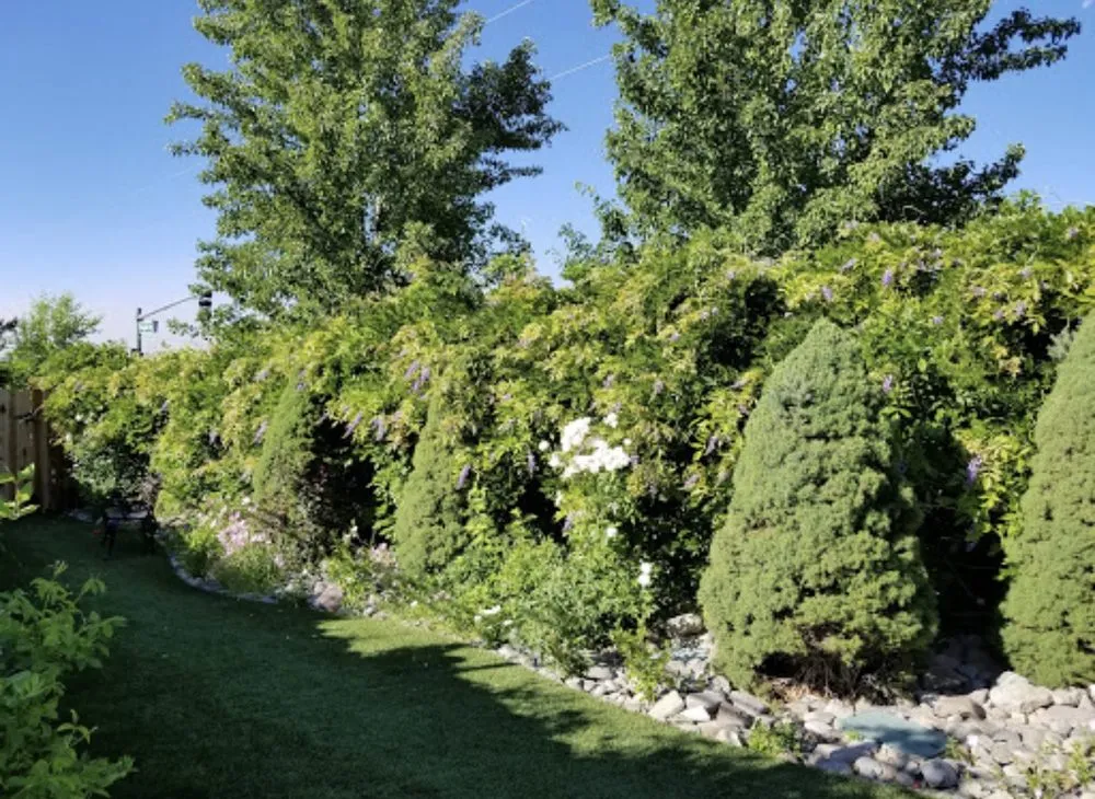 Top-rated yard maintenance in Reno, NV by National Landscape