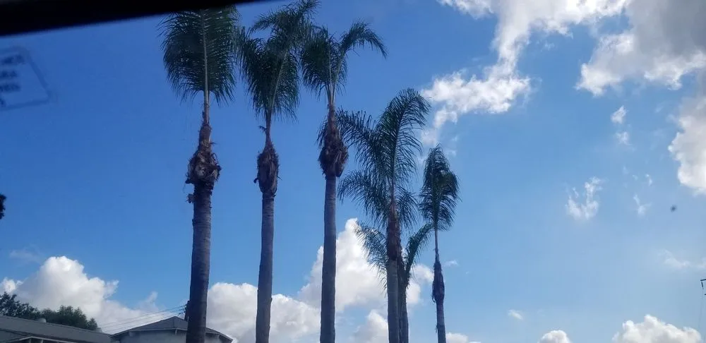 Professional lawn care service for outdoor upgrades in Anaheim, CA by National Tree Care & Landscape