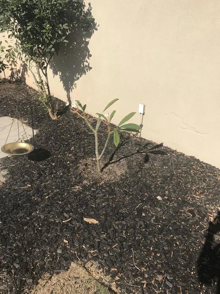 Custom outdoor landscaping in Anaheim, CA - National Tree Care & Landscape