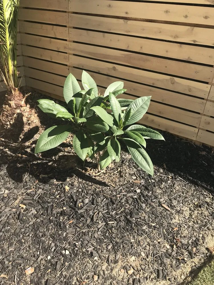 Top-rated outdoor landscaping with custom design across Anaheim, CA - National Tree Care & Landscape