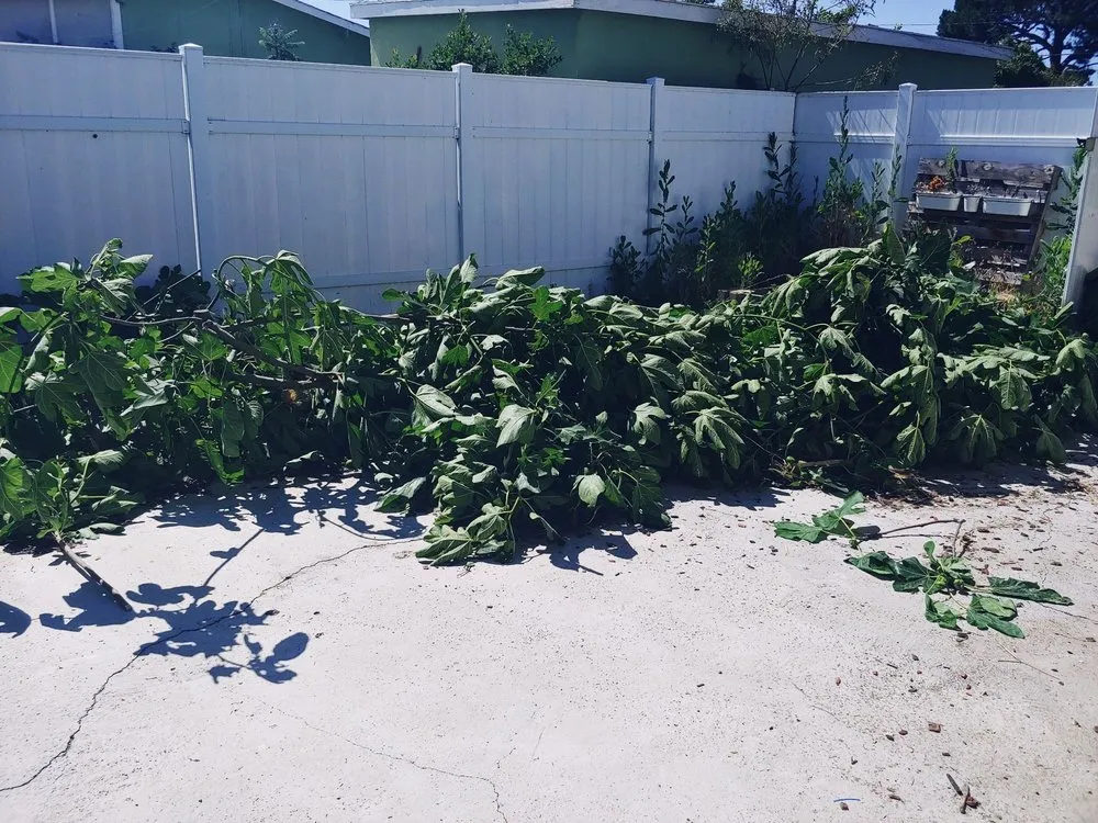 Affordable landscaping services for year-round maintenance across Anaheim, CA - National Tree Care & Landscape