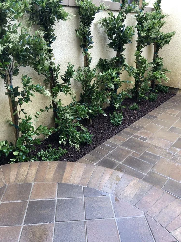Local yard maintenance for beautiful yards across Anaheim, CA - National Tree Care & Landscape
