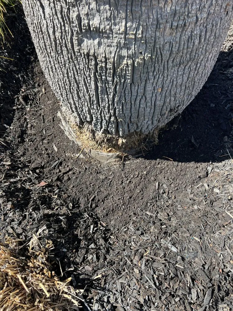 Affordable landscaping services experts serving San Rafael, CA - National Wildfire Prevention