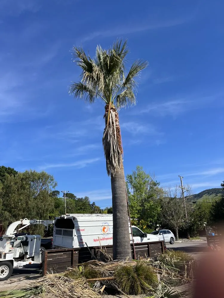 Local landscaping services experts serving San Rafael, CA - National Wildfire Prevention