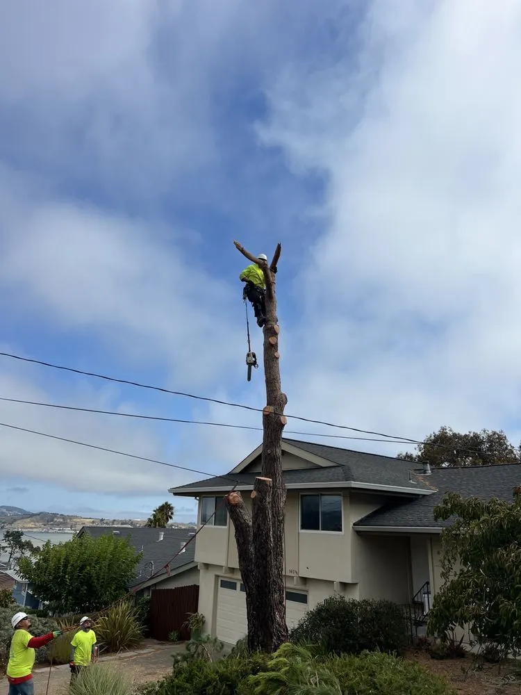 Custom lawn mowing service in San Rafael, CA - National Wildfire Prevention