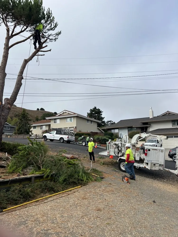 Top-rated yard maintenance for homes across San Rafael, CA - National Wildfire Prevention