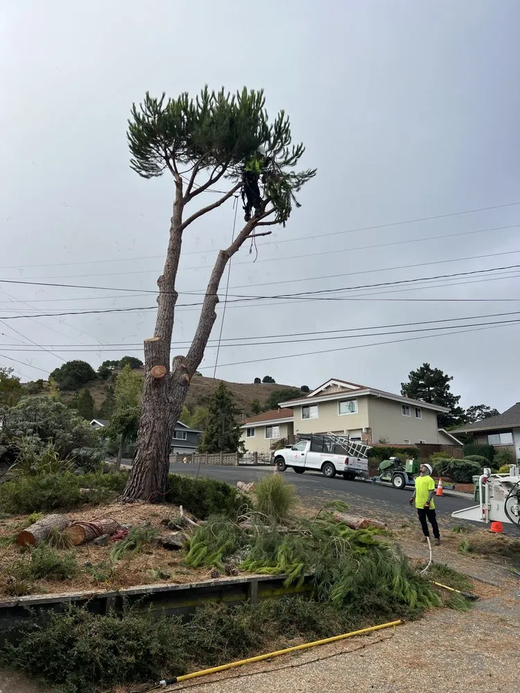 Local yard maintenance for outdoor upgrades across San Rafael, CA - National Wildfire Prevention
