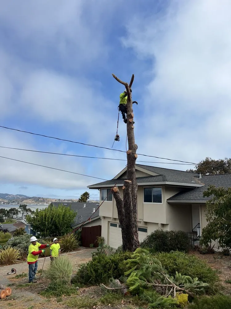 Affordable landscape design experts serving San Rafael, CA - National Wildfire Prevention