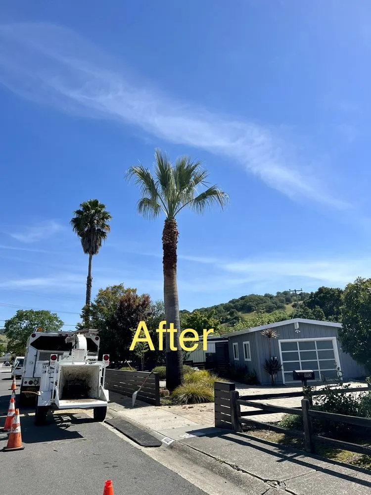 Custom yard maintenance for residential properties in San Rafael, CA by National Wildfire Prevention