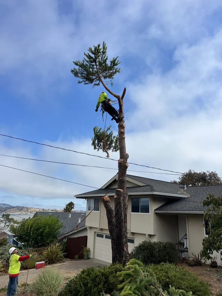 Professional lawn care service experts serving San Rafael, CA - National Wildfire Prevention