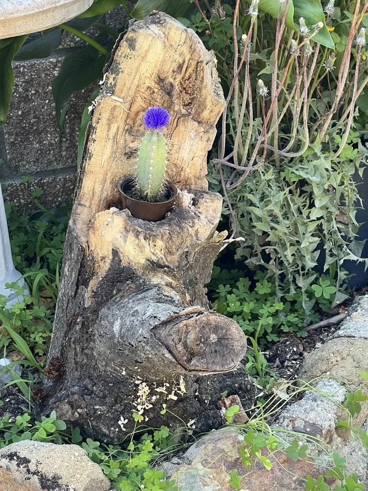 Professional landscaping services in San Rafael, CA by National Wildfire Prevention