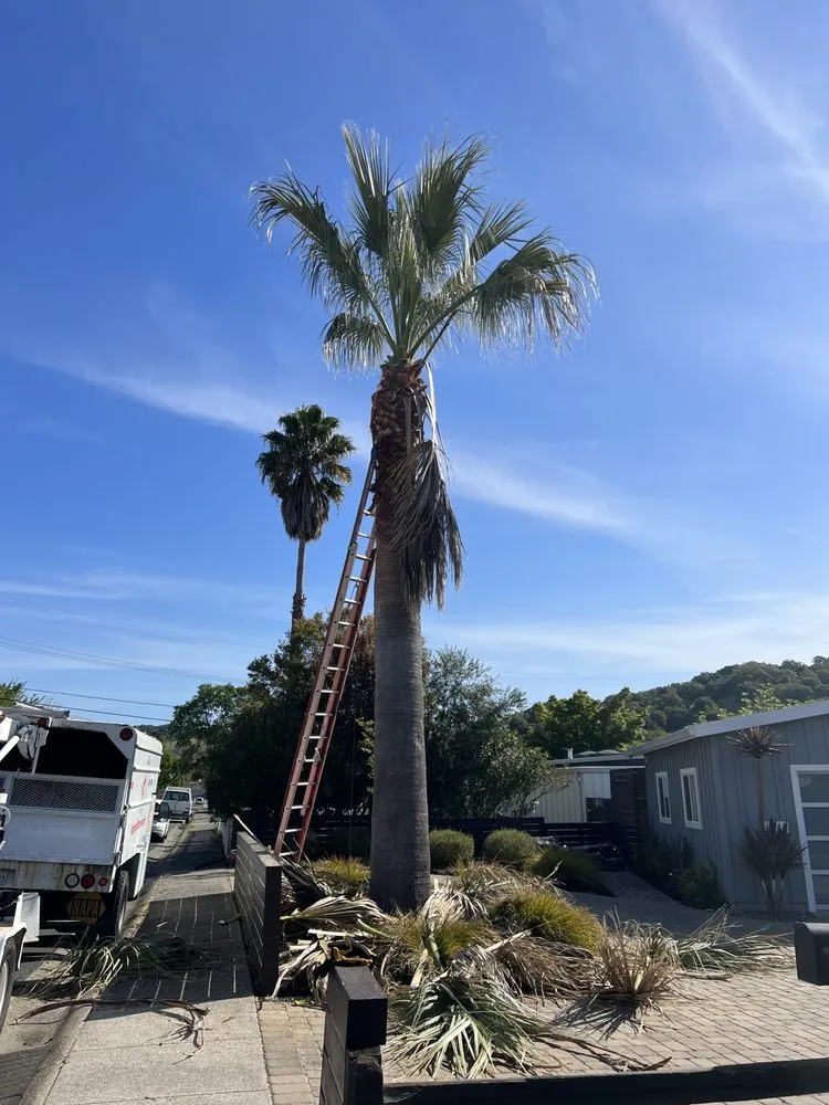 Affordable landscaping services in San Rafael, CA - National Wildfire Prevention