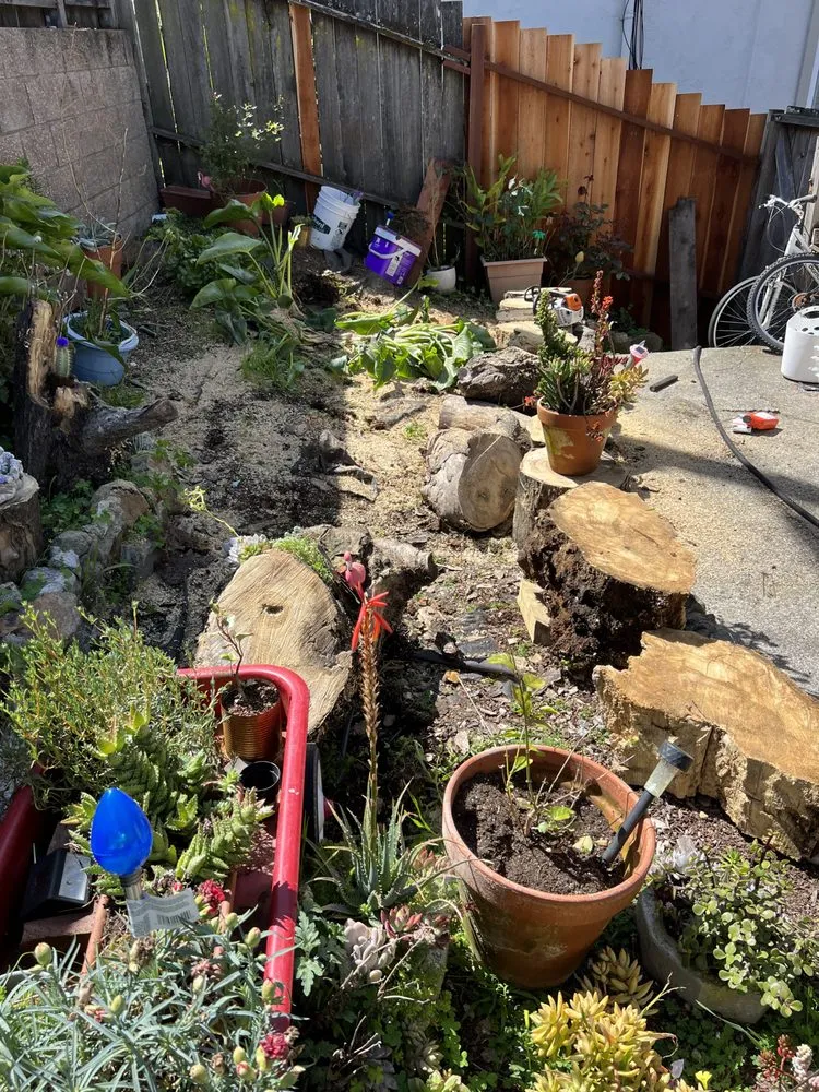 Custom yard cleanup service in San Rafael, CA by National Wildfire Prevention