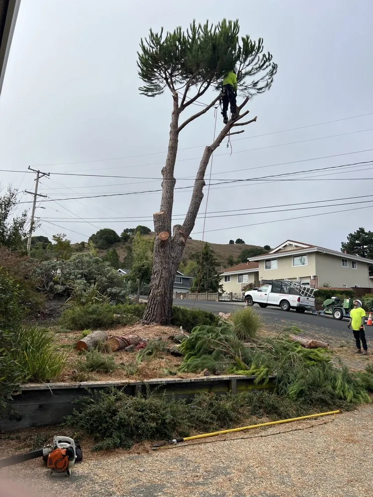 Top-rated landscape installation in San Rafael, CA - National Wildfire Prevention