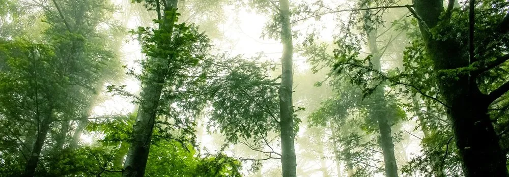 Top-rated lawn mowing service in Silver Spring, MD by Nation's Capitol Services