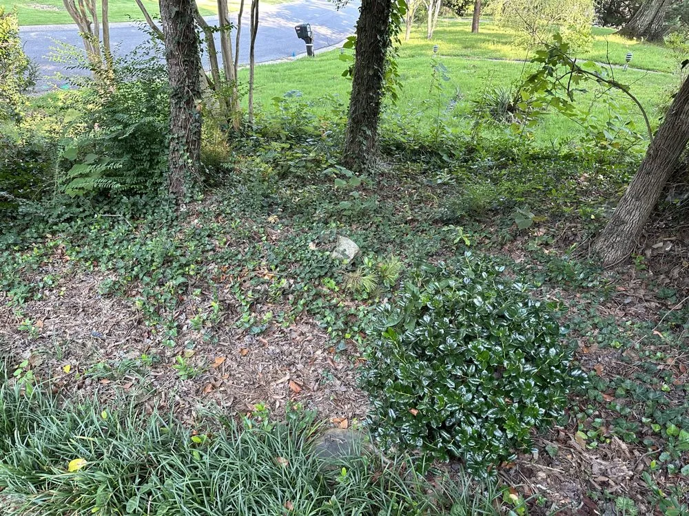 Trusted yard cleanup service experts serving Birmingham, AL - Nations Landscape