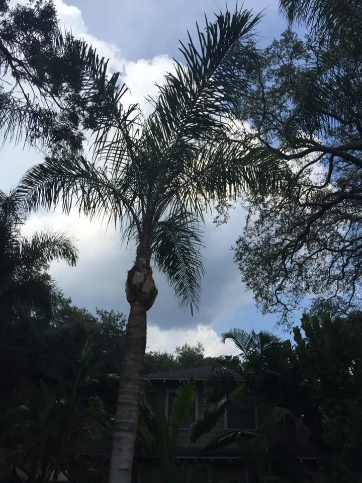 Expert landscape installation for year-round maintenance in Orlando, FL by Nations Landscaping