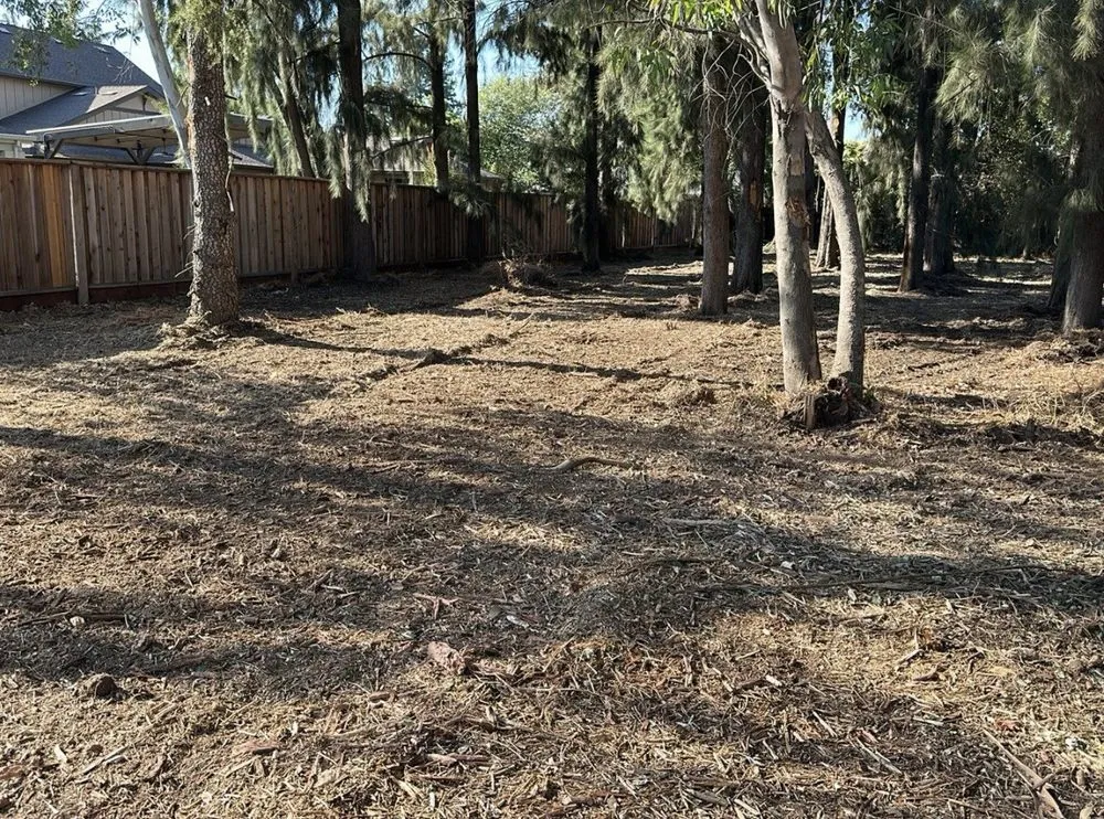 Reliable landscaping services for year-round maintenance in Rocklin, CA by Nationwide Environmental