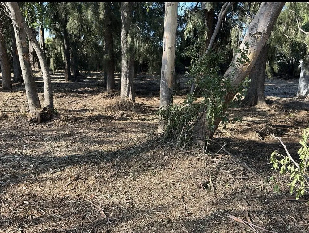 Custom yard cleanup service for beautiful yards across Rocklin, CA - Nationwide Environmental