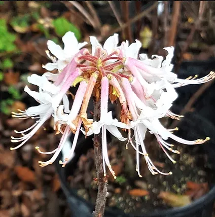 Custom residential landscaping near you across Jacksonville, FL - Native and Uncommon Plants