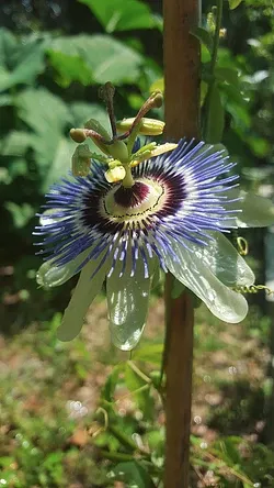 Local yard cleanup service for homes across Jacksonville, FL - Native and Uncommon Plants