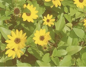 Local lawn mowing service in Jacksonville, FL by Native and Uncommon Plants