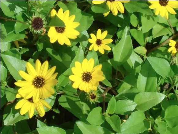 Affordable landscape design for year-round maintenance across Jacksonville, FL - Native and Uncommon Plants