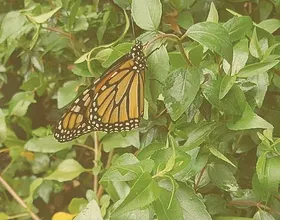 Expert residential landscaping in Jacksonville, FL by Native and Uncommon Plants