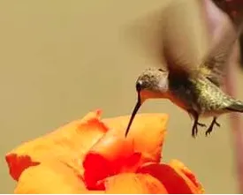 Top-rated yard maintenance experts serving Jacksonville, FL - Native and Uncommon Plants