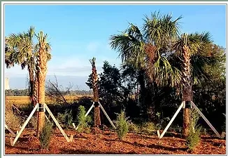 Expert yard maintenance for residential properties in Jacksonville, FL by Native and Uncommon Plants