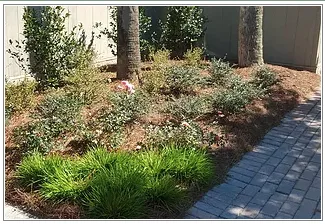 Local yard maintenance in Jacksonville, FL - Native and Uncommon Plants