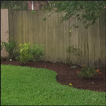 Affordable yard cleanup service for residential properties in Jacksonville, FL by Native and Uncommon Plants