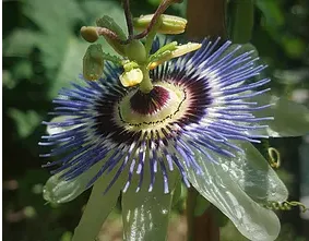 Expert yard cleanup service for outdoor upgrades in Jacksonville, FL by Native and Uncommon Plants