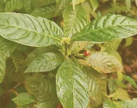 Top-rated landscaping services in Jacksonville, FL - Native and Uncommon Plants