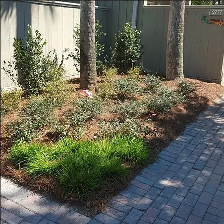 Local garden landscaping in Jacksonville, FL - Native and Uncommon Plants