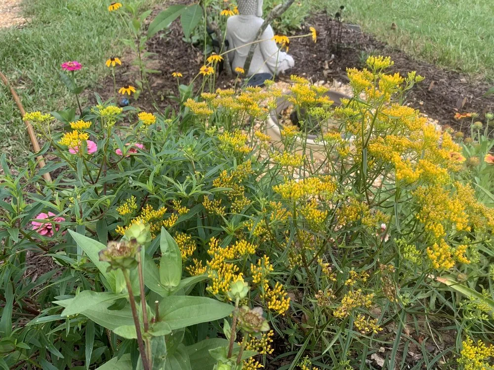 Affordable yard maintenance experts serving West Melbourne, FL - Native Butterfly Flowers