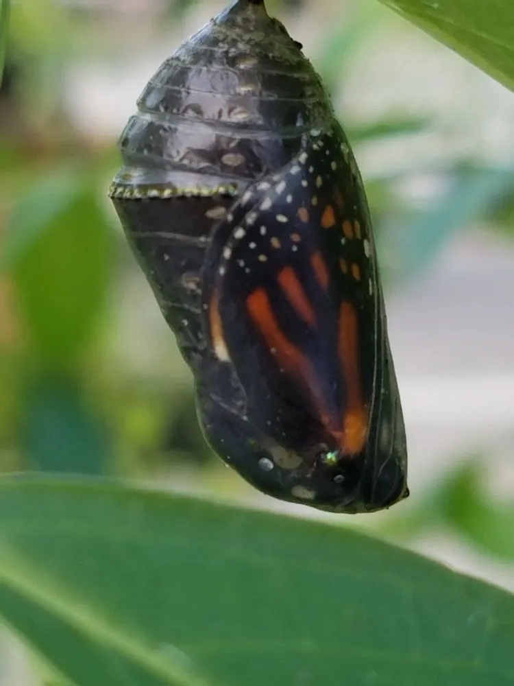 Affordable lawn mowing service for residential properties in West Melbourne, FL by Native Butterfly Flowers