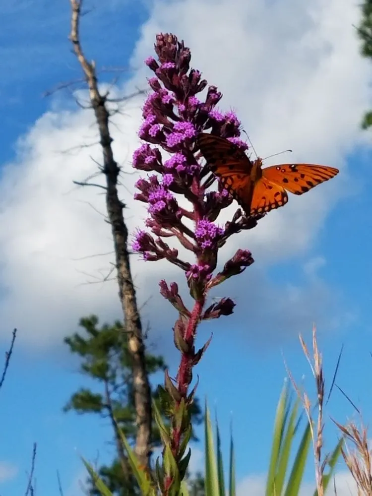 Trusted yard cleanup service near you across West Melbourne, FL - Native Butterfly Flowers