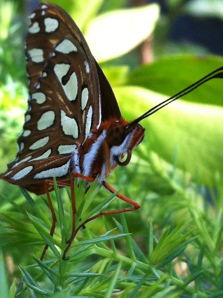 Professional yard cleanup service for homes in West Melbourne, FL by Native Butterfly Flowers