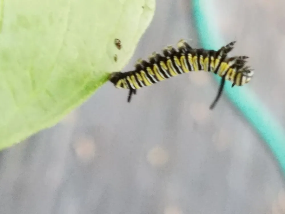 Trusted lawn care service for outdoor upgrades across West Melbourne, FL - Native Butterfly Flowers