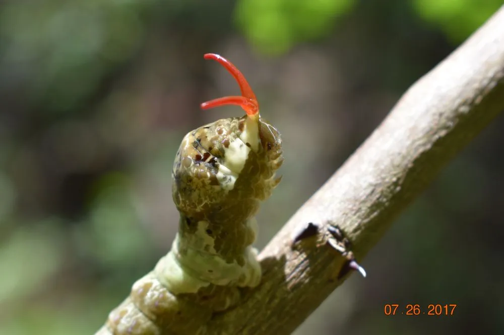 Expert garden landscaping experts serving West Melbourne, FL - Native Butterfly Flowers