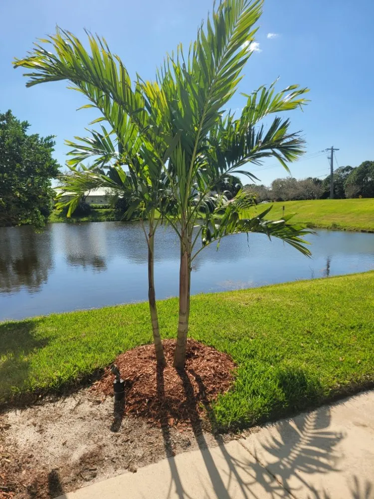 Professional lawn care service in port st lucie, FL - Native Control Services