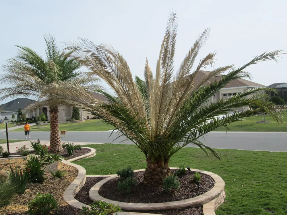 Local yard cleanup service for homes across The Villages, FL - Native Cuts Landscaping & Lawn Care