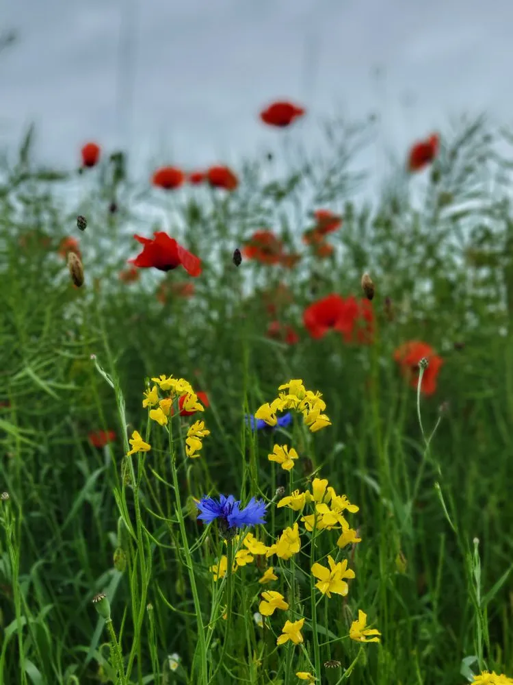 Reliable yard maintenance experts serving Linden, NJ - Native Garden Landscape