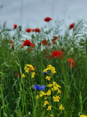 Native Garden Landscape Logo