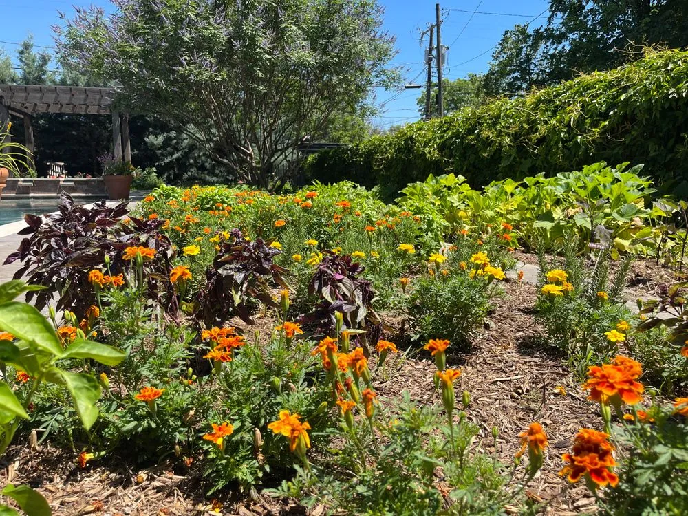Trusted yard cleanup service for year-round maintenance across Arlington, TX - Native Gardeners