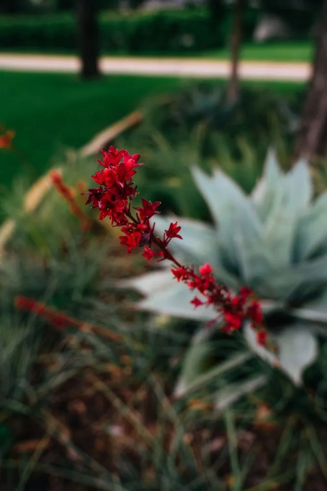 Local landscape design in Arlington, TX - Native Gardeners